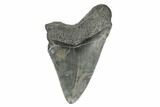 Fossil Megalodon Tooth - South Carolina #168154-1